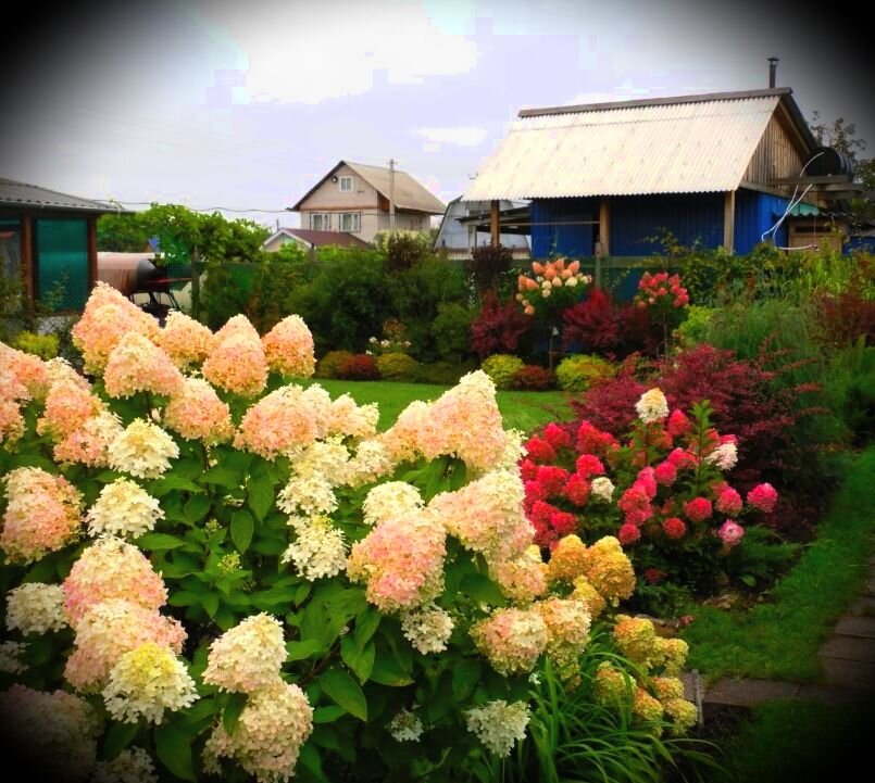 Как подготовить гортензию к заморозкам?