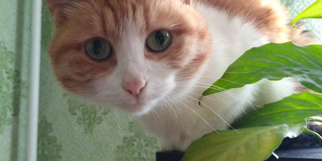 Куда идёт кошка?