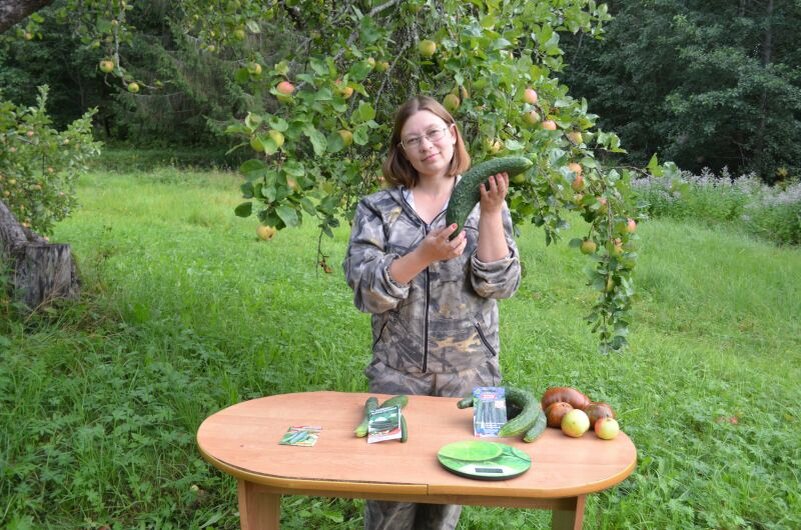 Вот такие китайские огурцы вырастила в этом сезоне.