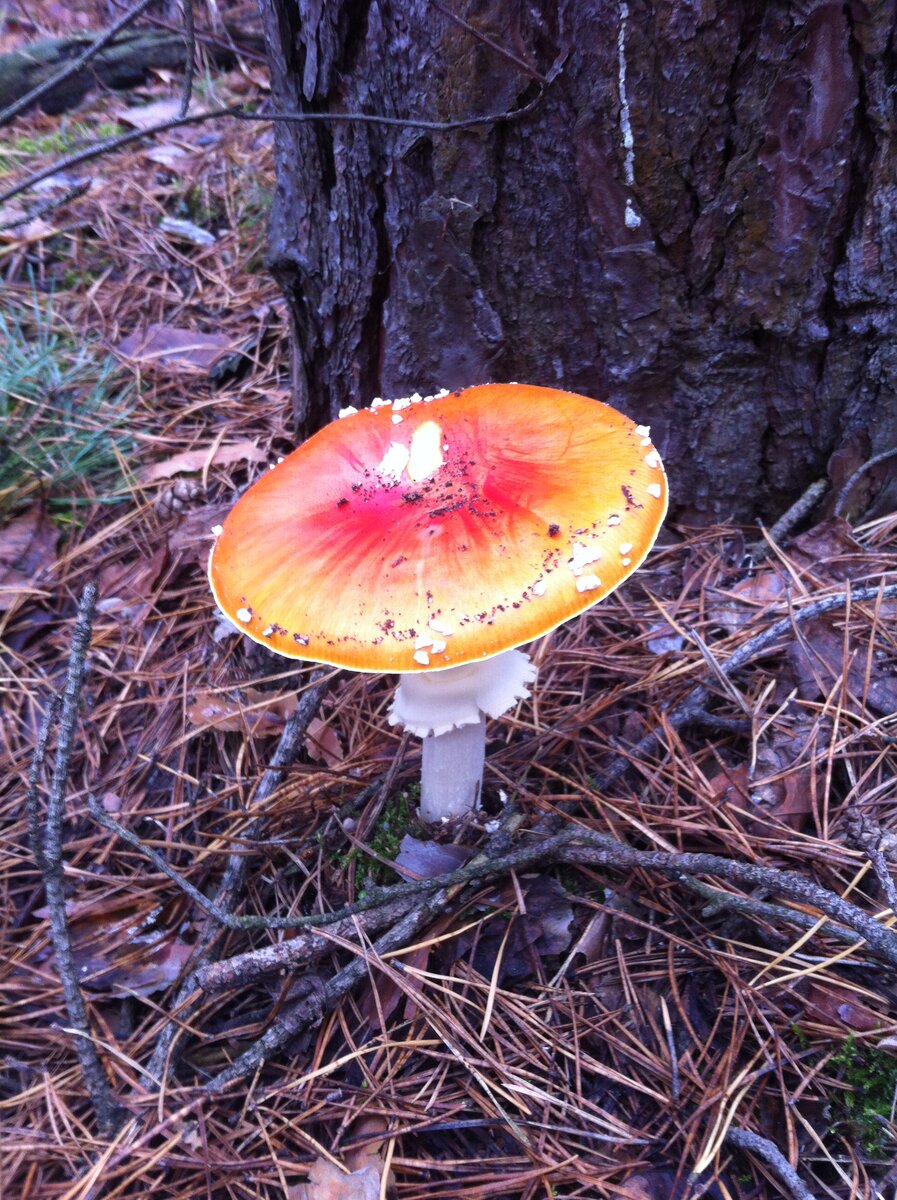Фото автора. Во мне яда больше, чем в мухоморе (иногда)