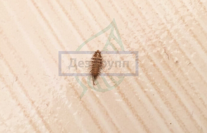 Фотография кожееда