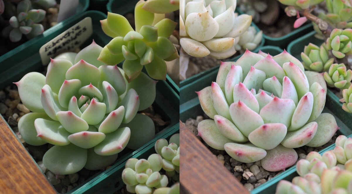 Echeveria agavoides Maria потолстела и свернулась