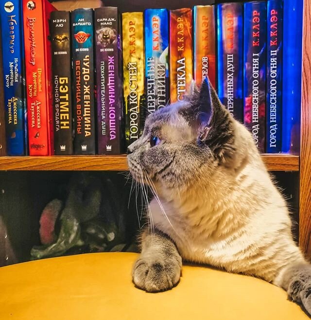 Мой котик Щерлок решил, что из книжного стеллажа получится отличная спаленка. Фото из моего инстаграма: @impala2033