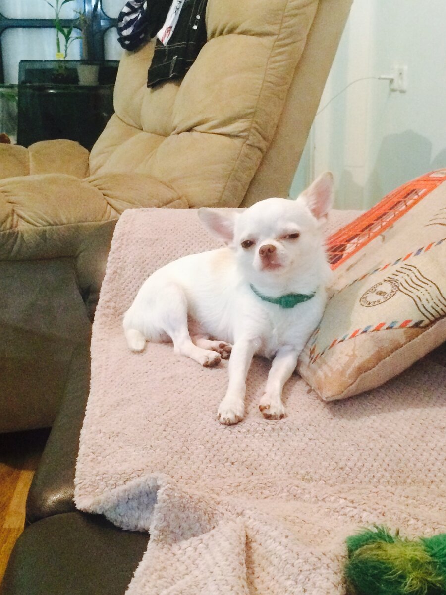 На фотографии мой пес Найс в молодости , сейчас он постарше