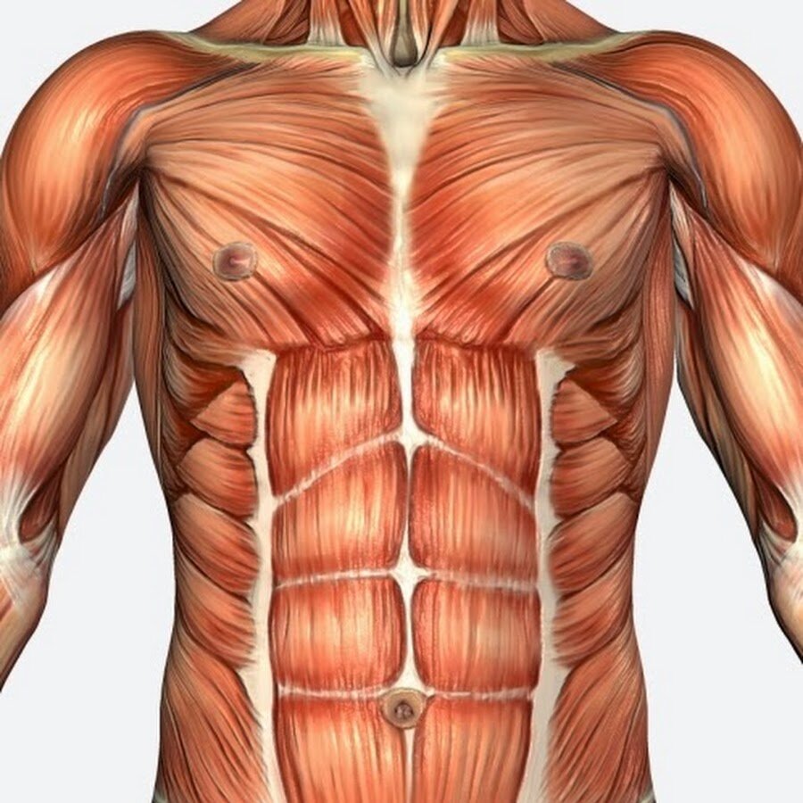 Musculi Recti abdominis