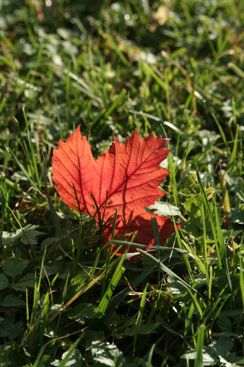 Фото из интернета