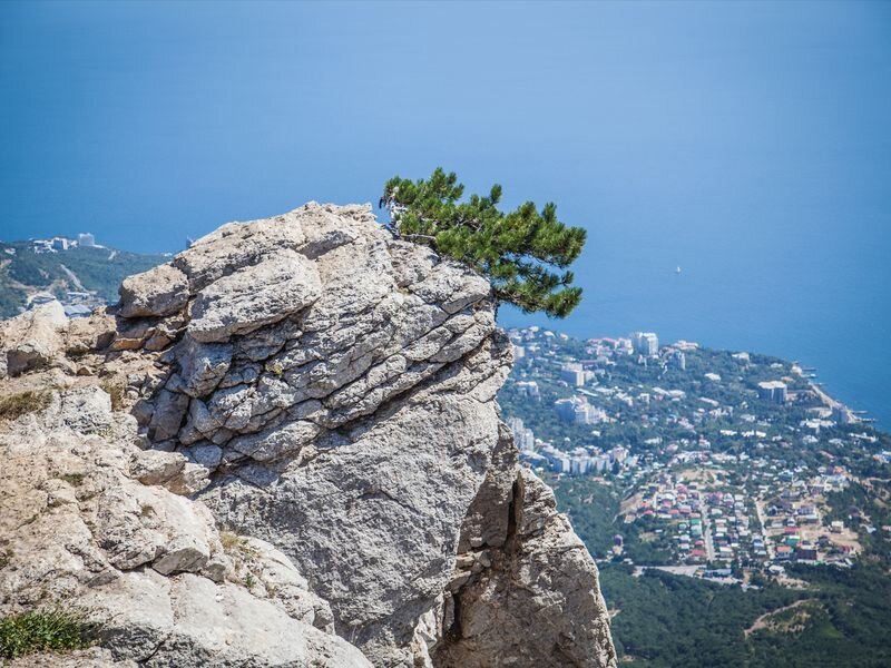 Крым самые последние новости. Алушта гора ай-Петри. Растения горы ай Петри. Гора ай-Тодор-Бурун. Вид на ай Петри с дороги Ялта Севастополь.