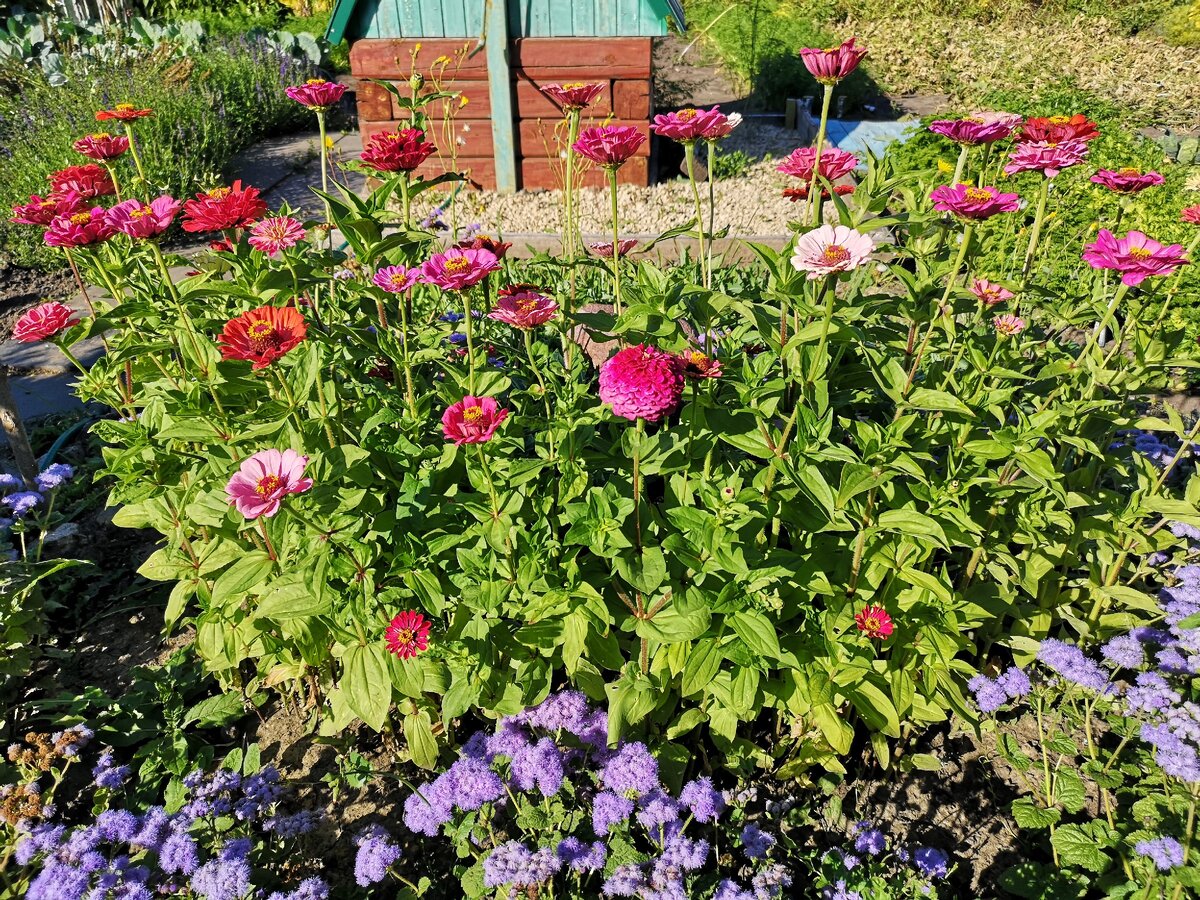 Цветы для иллюстрации.