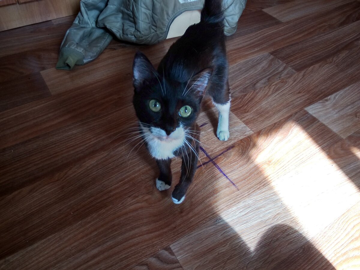 Здравствуйте дорогие  друзья. Любители и просто неравнодушные к маленьким живым существам, которые годами скрашивают нашу жизнь. Пока не уходят из нее.