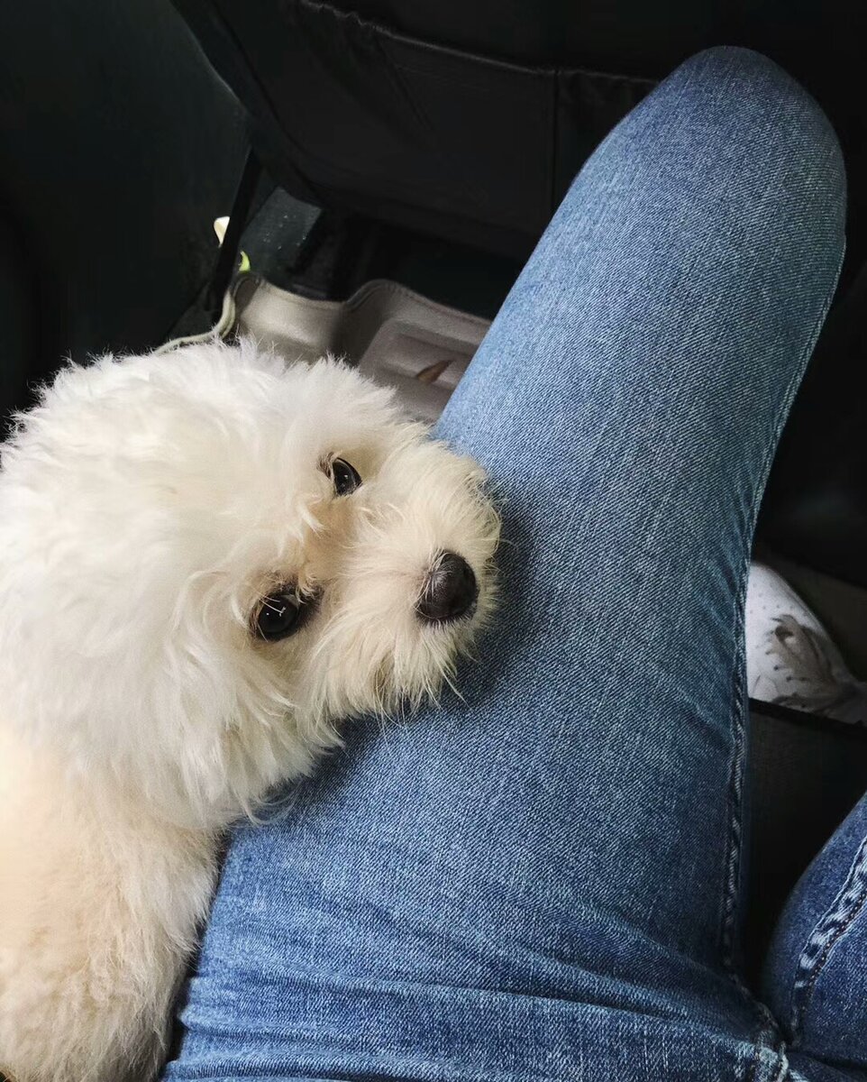 Одна из самых популярных пород собак в Китае.