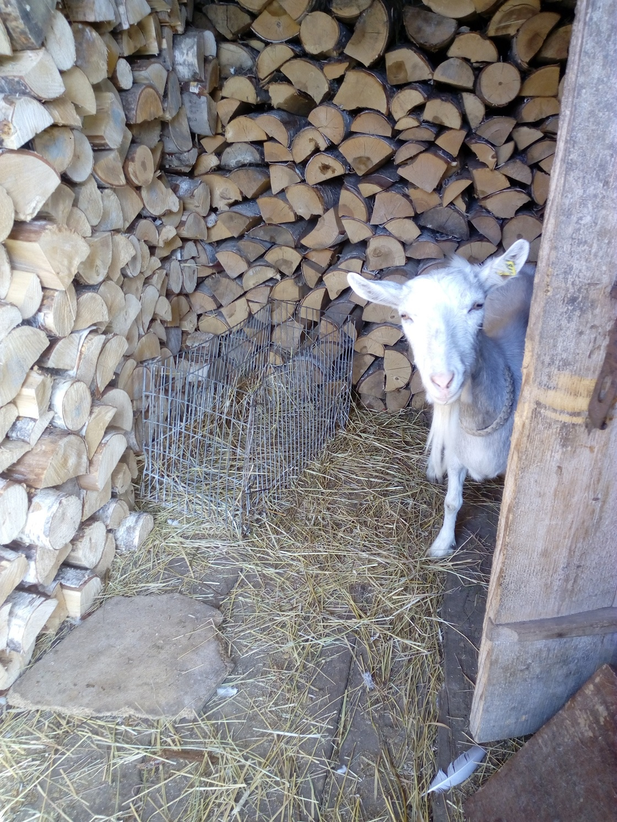 Сарай для дров, уже заполнен и наша коза