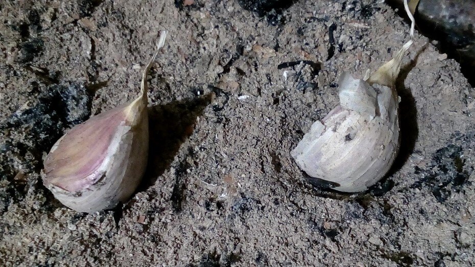 Чеснок в золе. Иллюстрационное фото автора