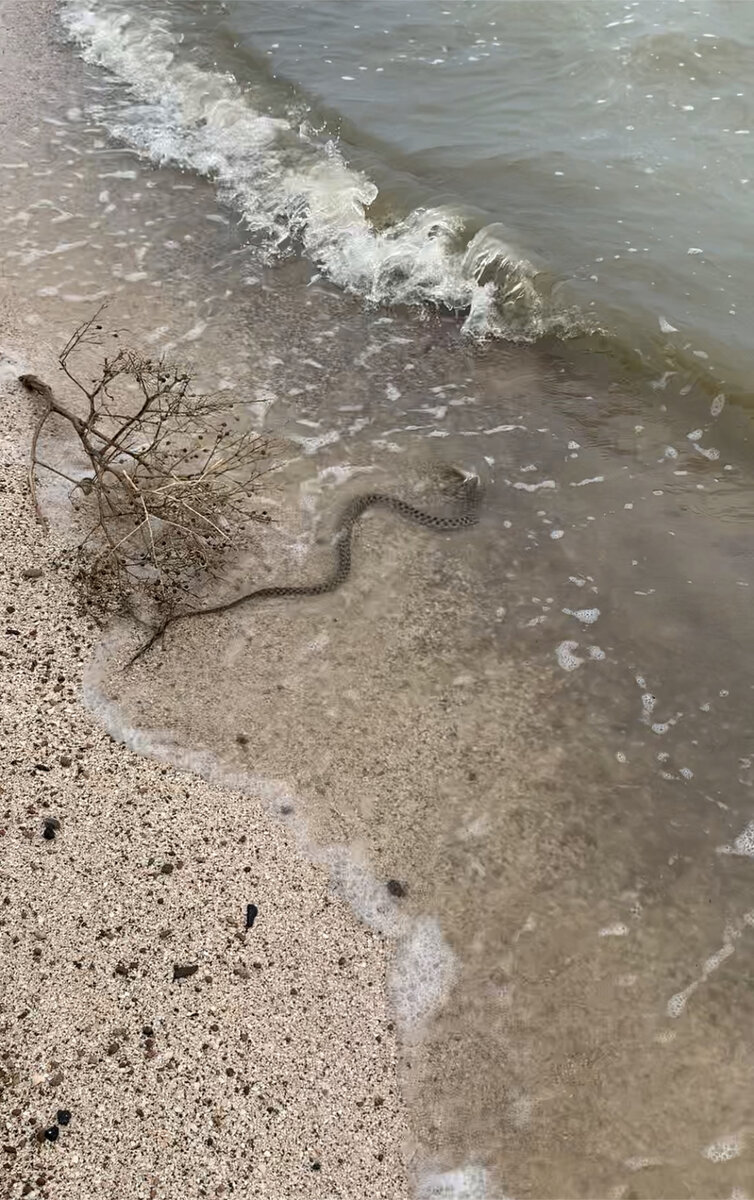 Азовское море змей. Змеи в Ейске в Лимане. Гадюки в Азовском море. Водяная гадюка Азовское море. Морские змеи в Азовском море.