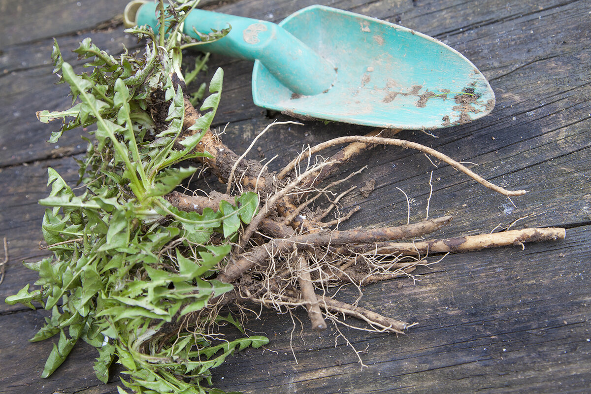 Корни у одуванчиков могут достигать в длину 50-60 сантиметров, больше, чем высота надземной части растения!