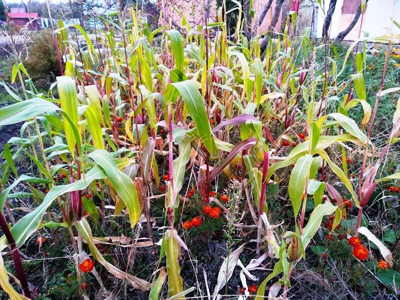 Участок засаженный кукурузой на даче. Между растениями растут бархатцы.