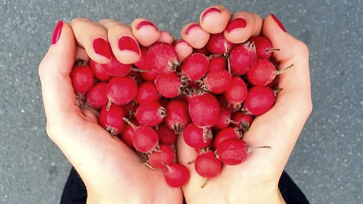 10 полезных свойств боярышника: золотая памятка | Мана. Волшебные травы 🌿  | Дзен