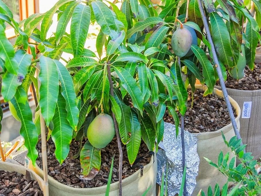 манго куст или дерево