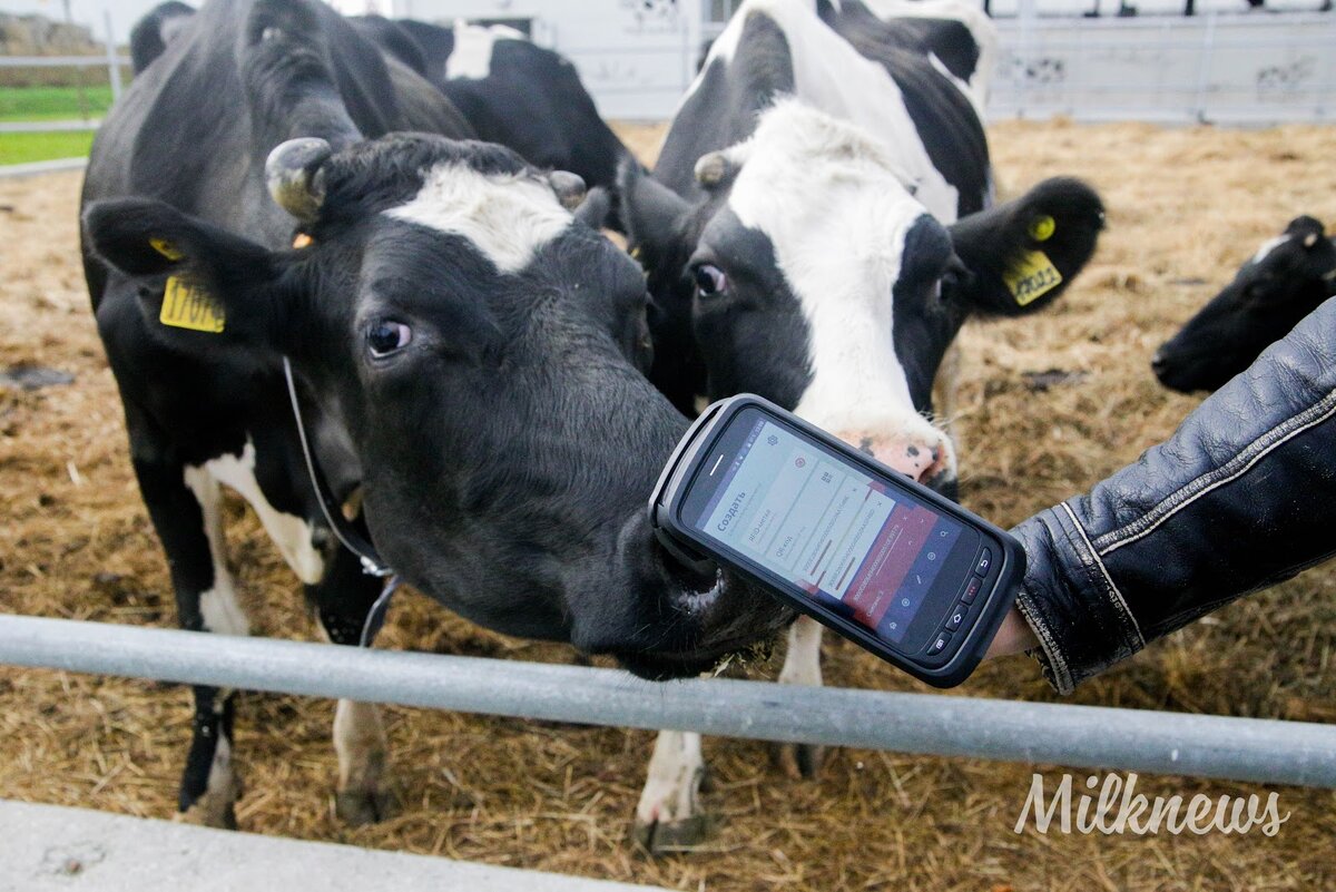 Как выглядит органик-ферма в Московской области? Репортаж | Milknews -  молочные новости | Дзен