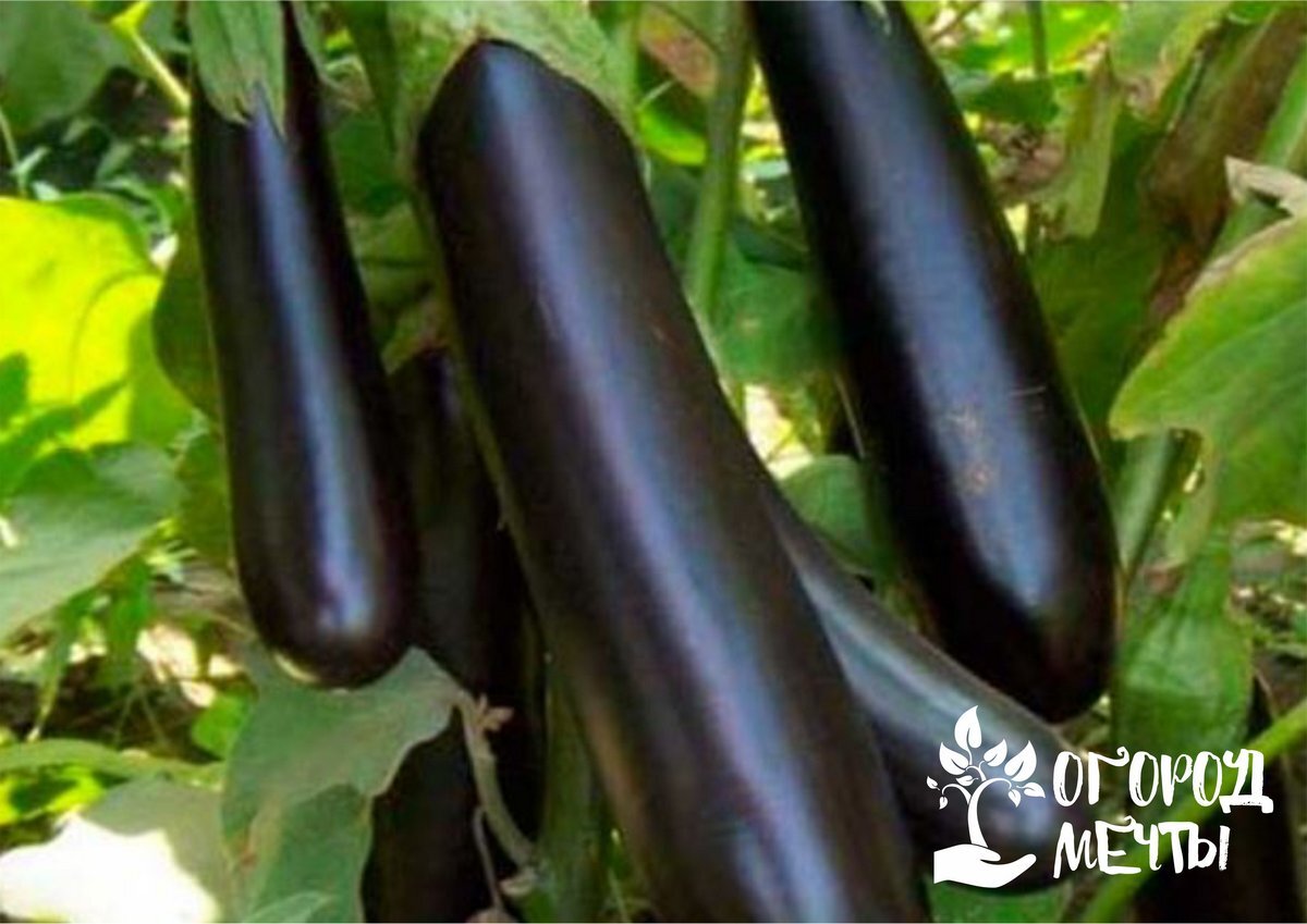 Баклажан лейре престиж. Баклажаны сорт отзывы. Баклажан альмалик f1. Баклажаны галич алмаз. Синенькие меч самурая.