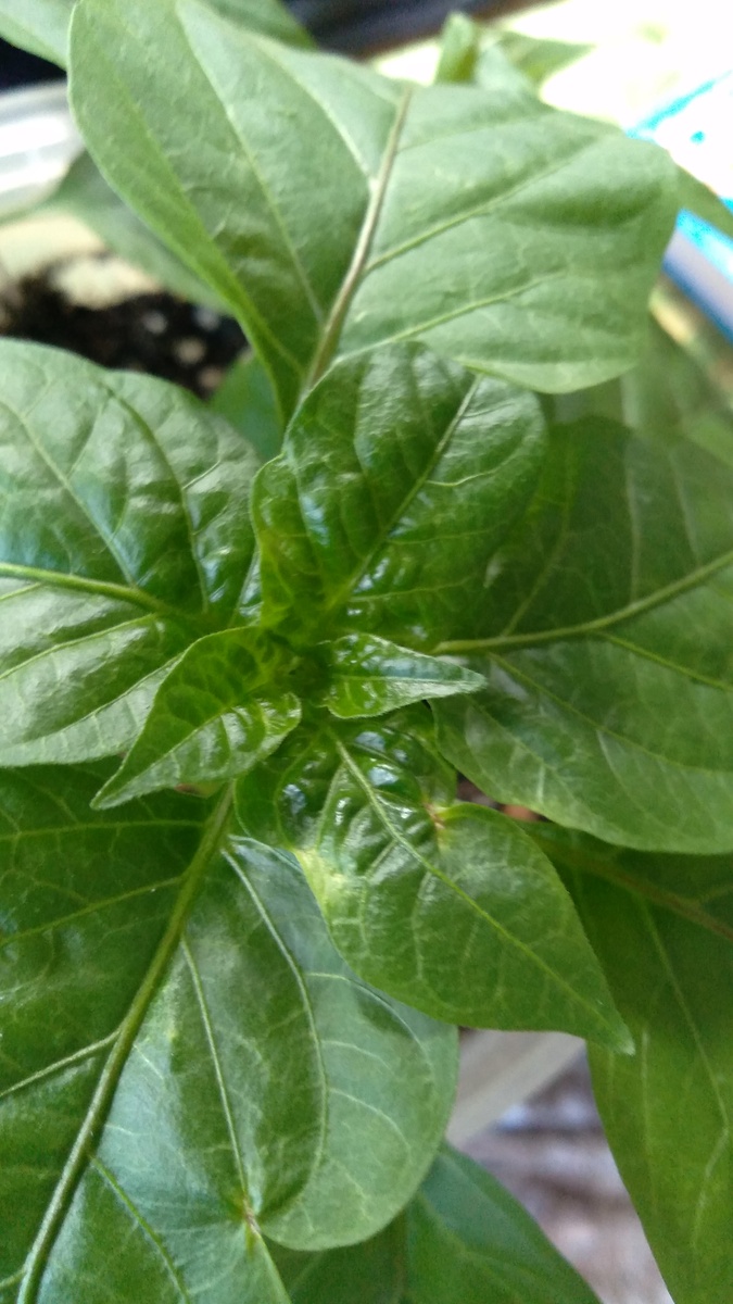 Вот такой красивый вырос