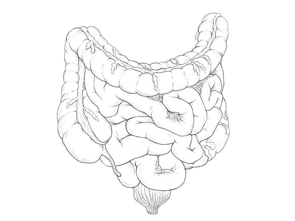 Кишки референс. Кишечник контур. Очертания кишечник. Кишки референс. Тонкая кишка анатомия рисунок.