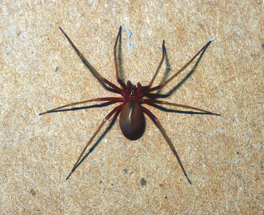 Красные пауки ядовитые. Ядовитый паук отшельник. The Chilean Recluse Spider. Пауки в Египте.