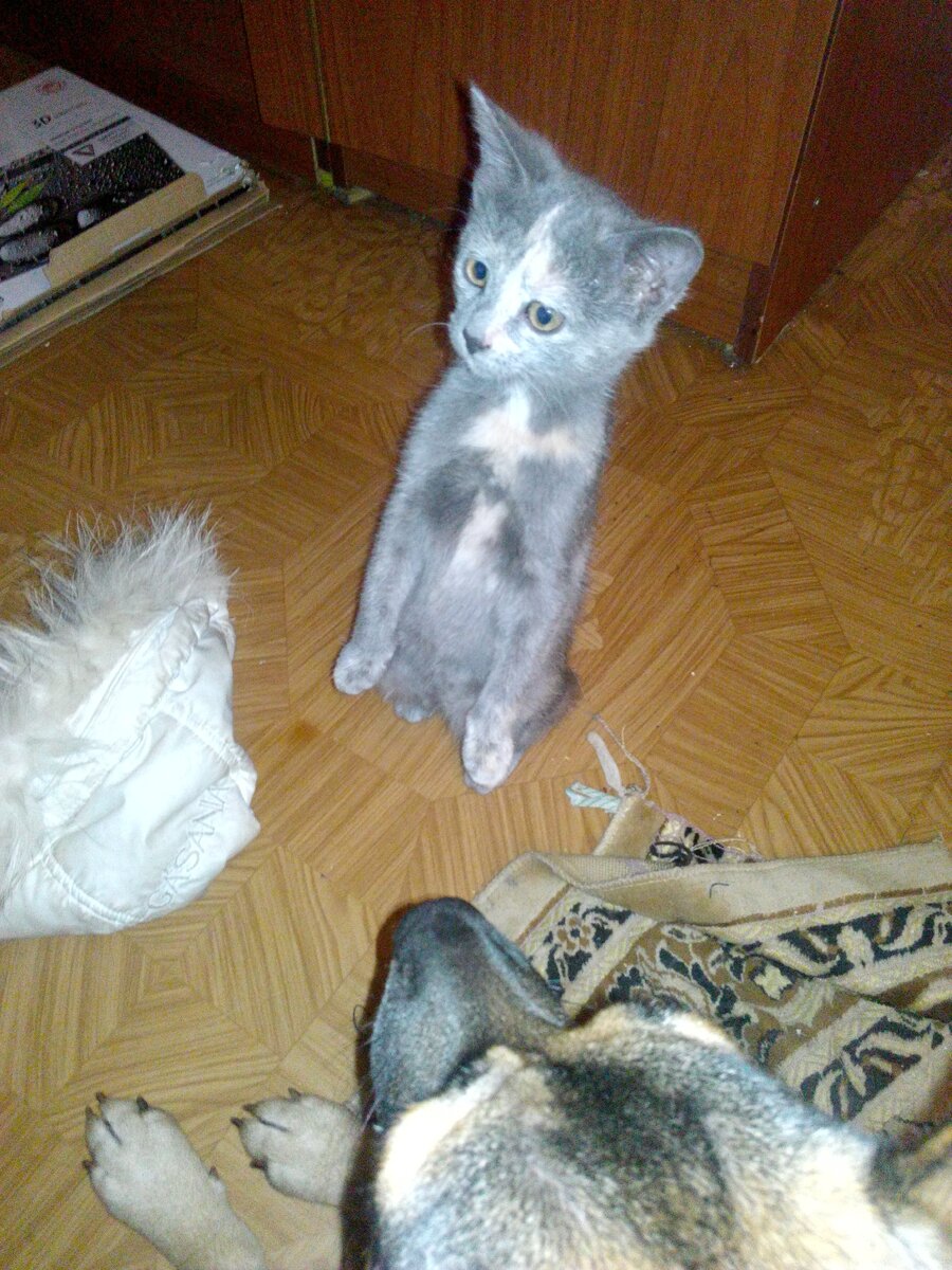 2. Алиса, 3÷4 месяца.