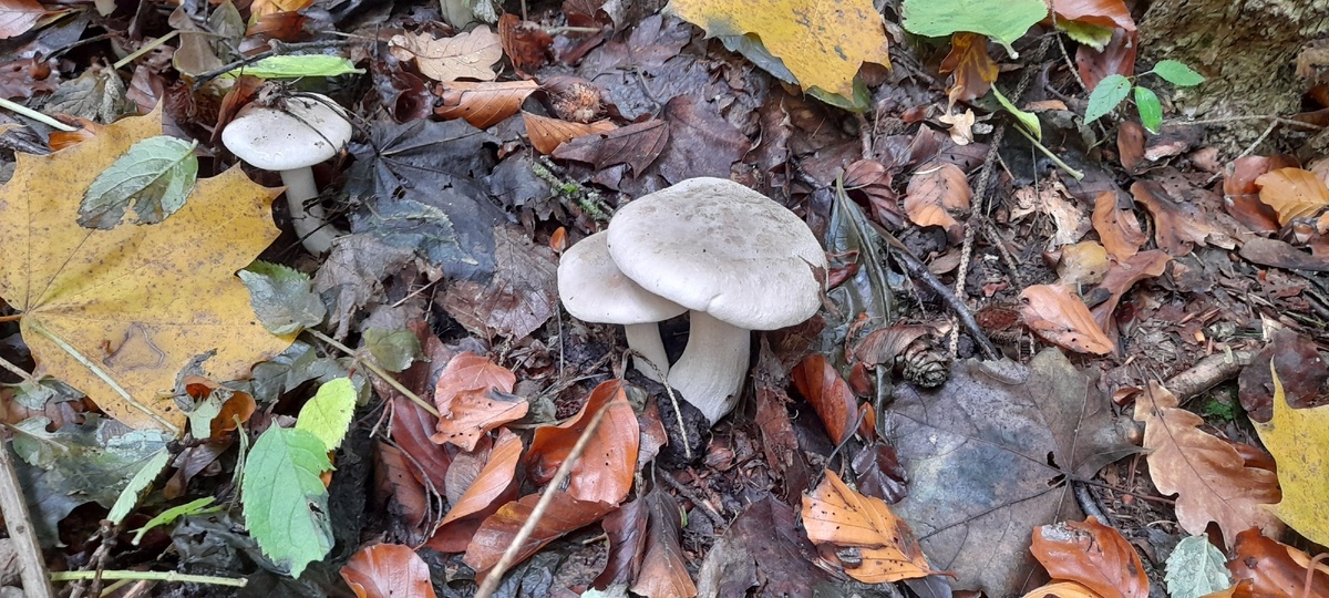 Первые грибочки уже ждут!