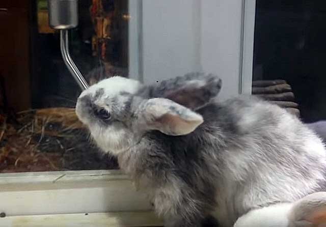 Комплект ниппельных поилок для кроликов Кролик - интернет магазин Подворье