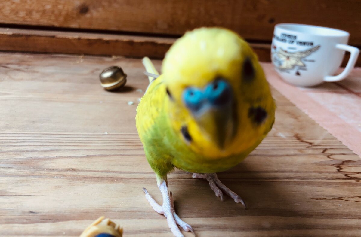 Тэри в расфокусе. 