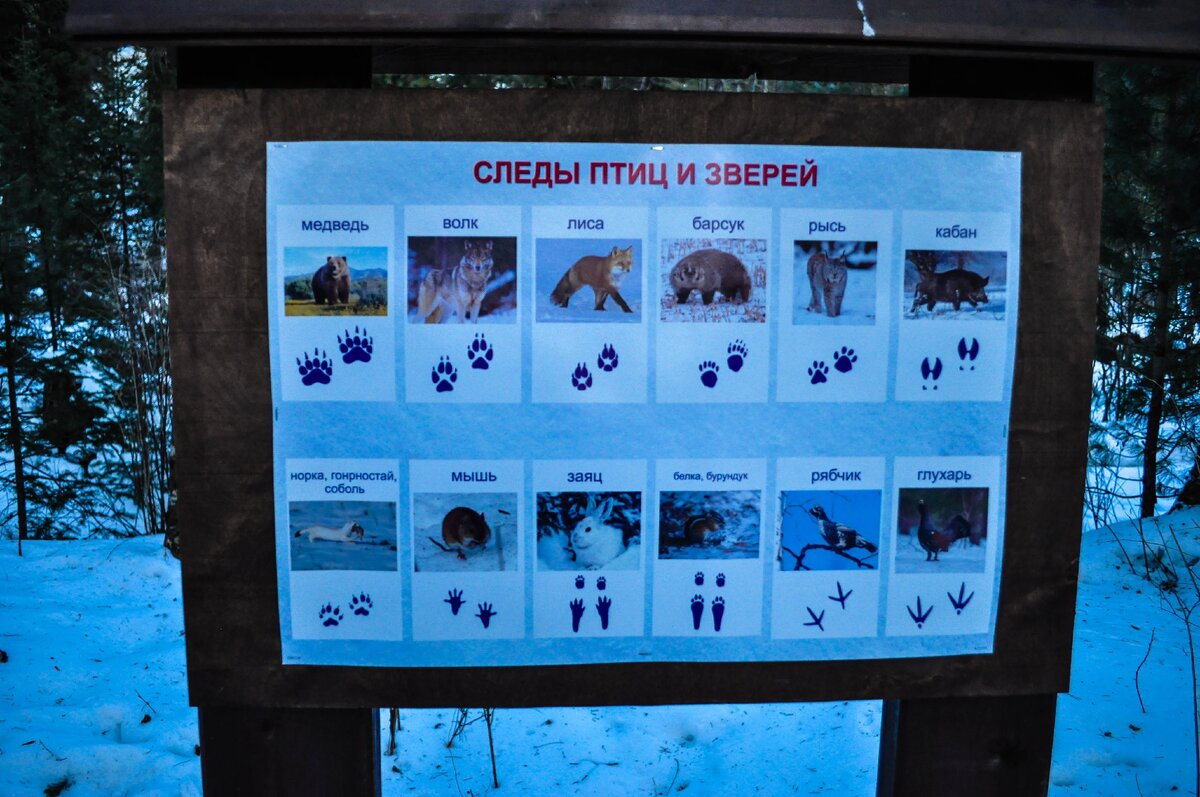 следы птиц и зверей