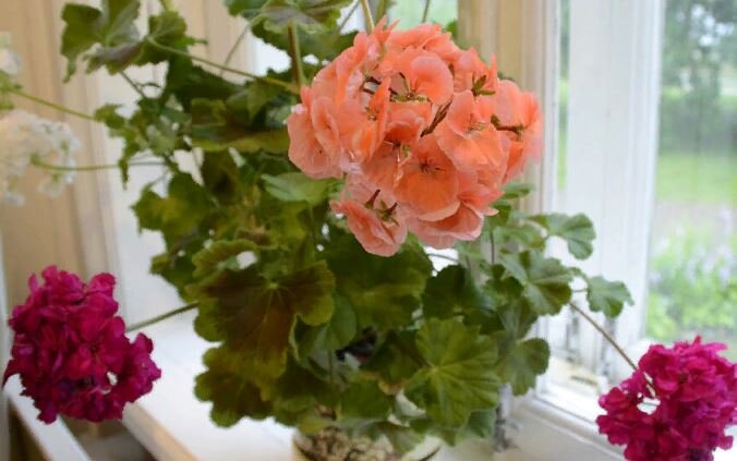 Иллюстрация из открытого доступа