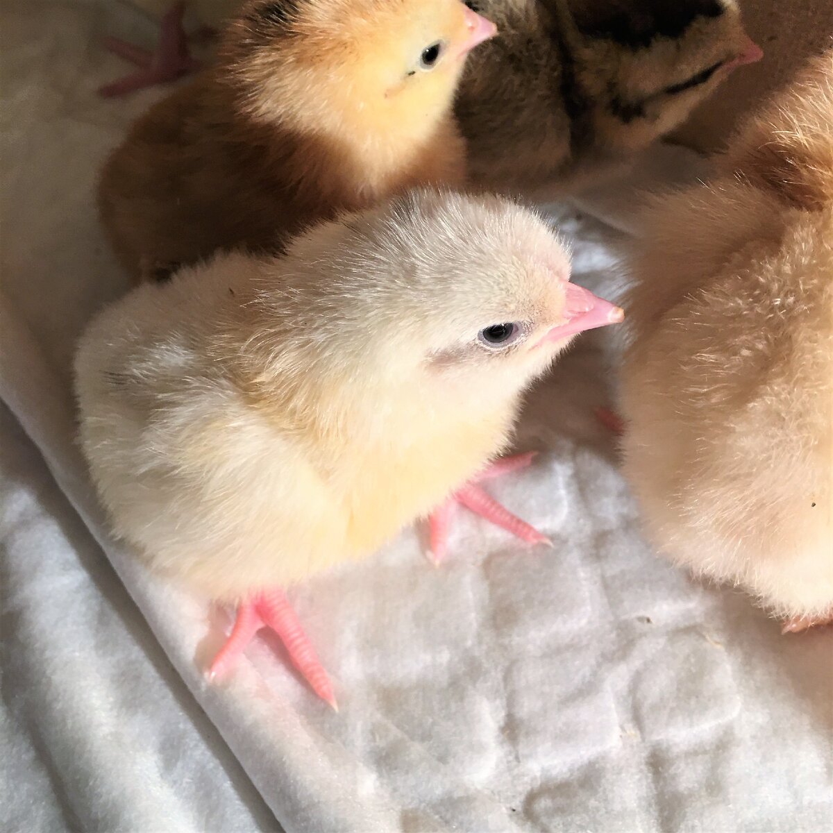 Чем кормить цыплят после 10 дней. Фото цыплят бройлеров белого и рыжего окраса. Фото родители цыплят.