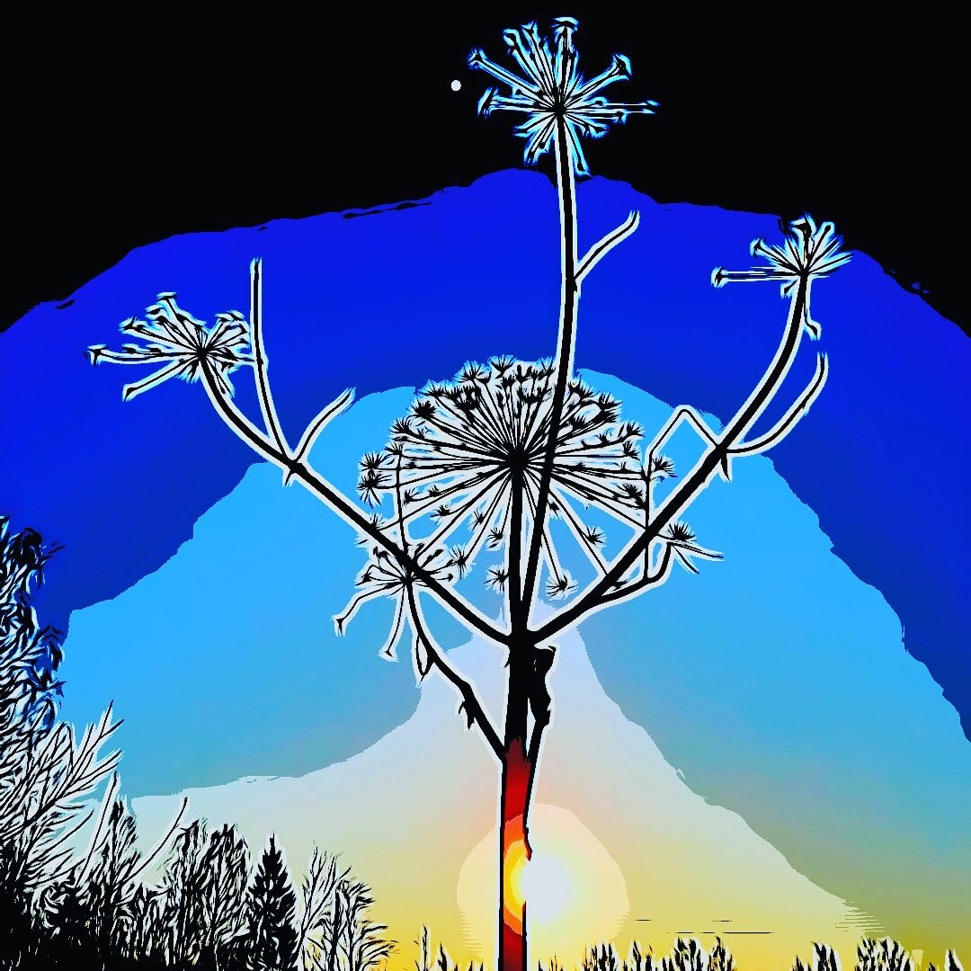 Борщевик на закате