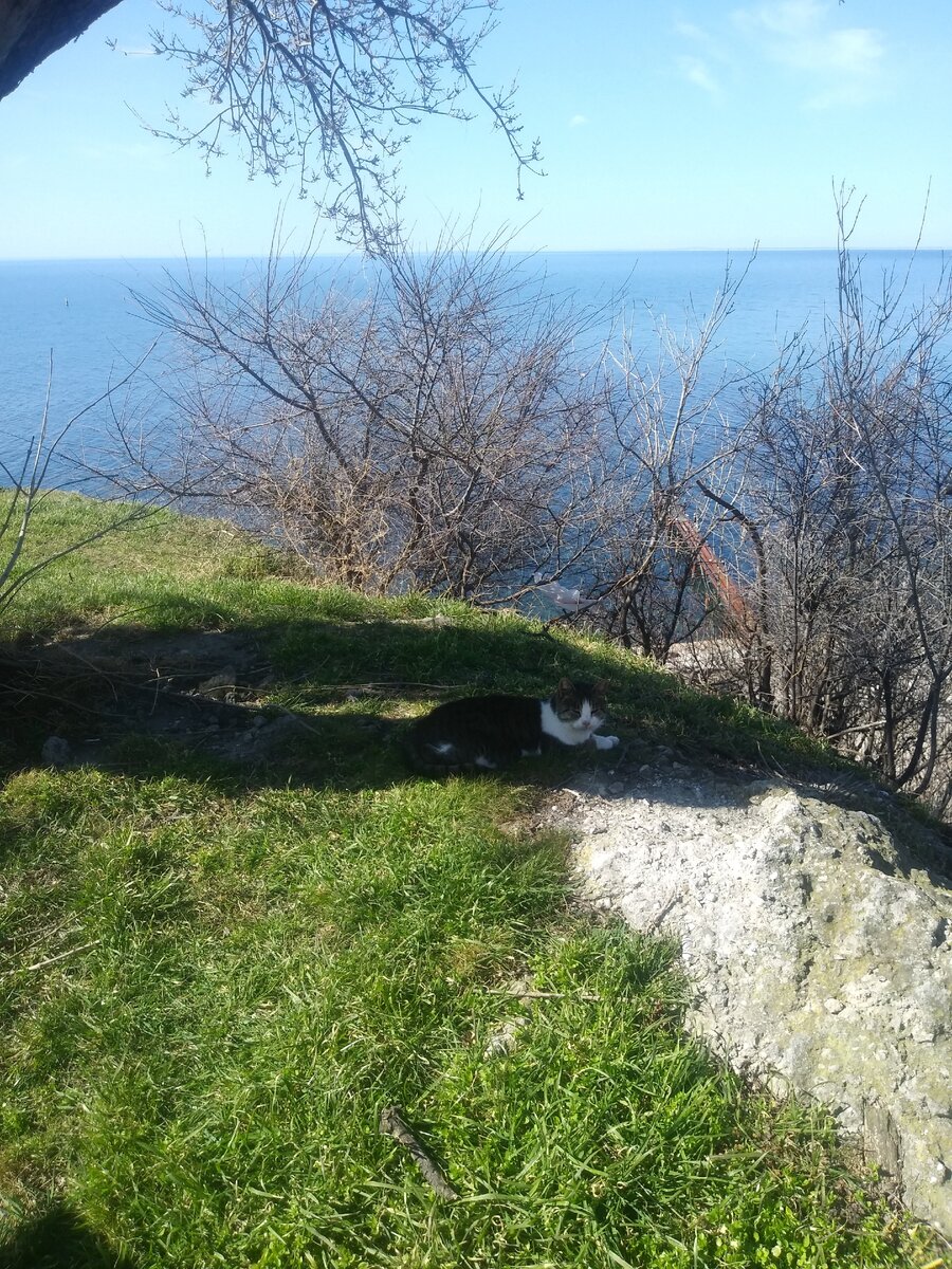 Кому живется весело, вольготно на Руси? Точно сказать не могу, но то, что в Анапе коты себя чувствуют неплохо, это факт. Уже писала об этом в своей статье
https://zen.yandex.