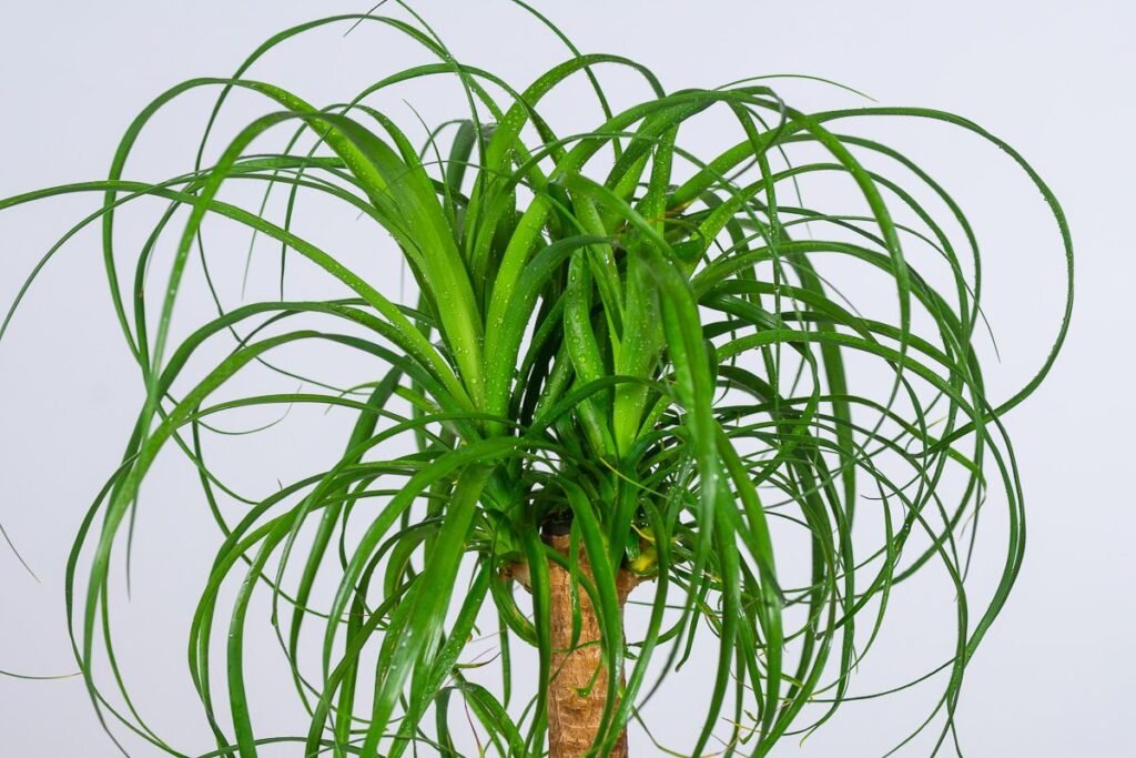 Бокарнея (лат. Beaucarnea)