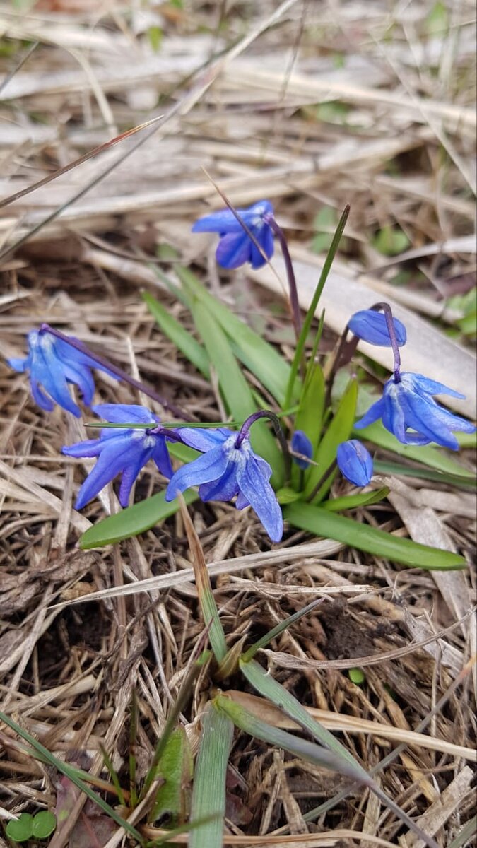Снег сошел под окном. Пролески раскрылись. А их не заметили... Фото Ларисы Малковой 