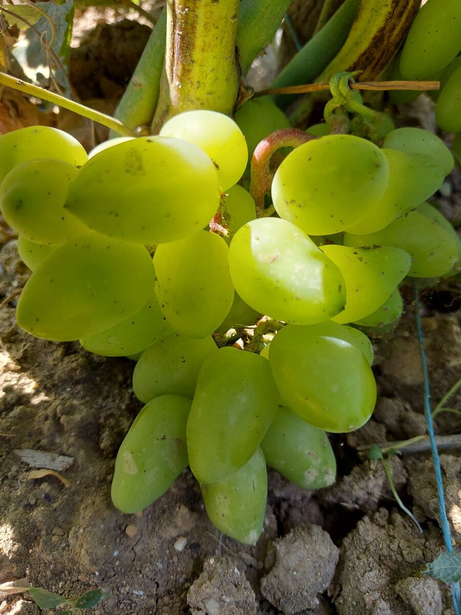 Сорт винограда эльбрус фото и описание