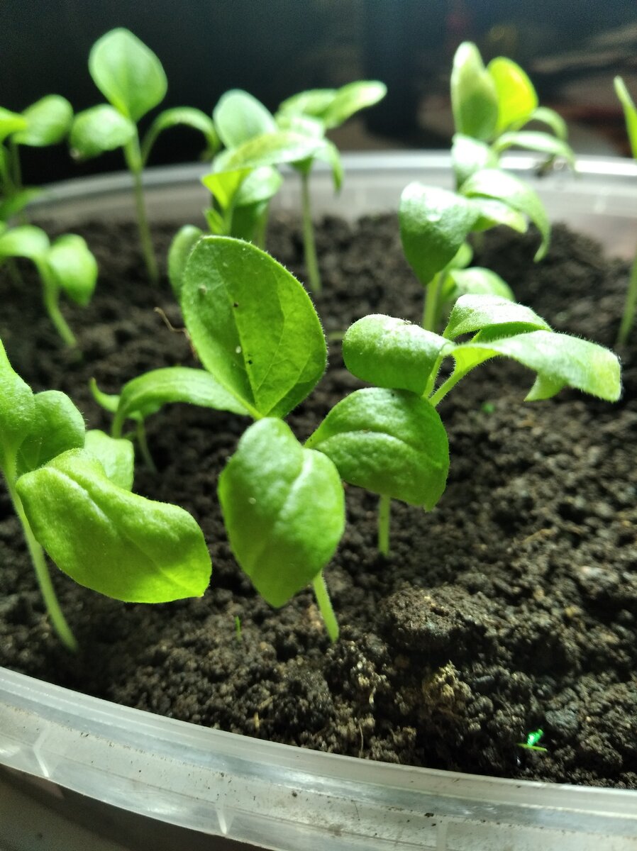 Рассада баклажан.