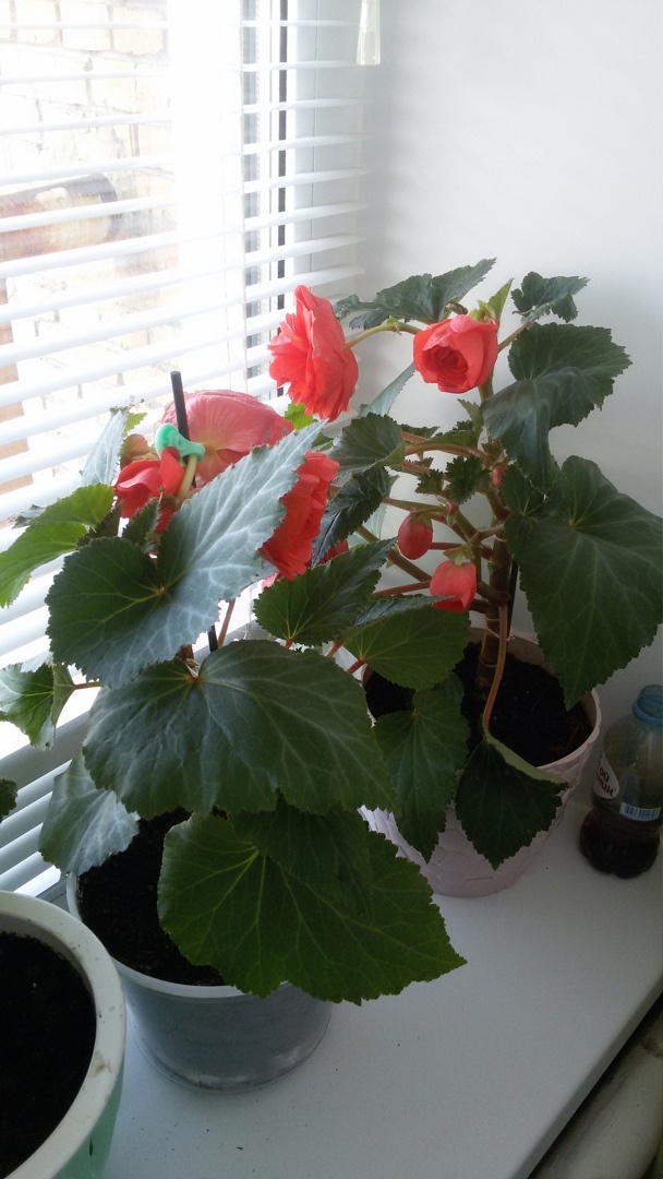 Бегония клубневая.