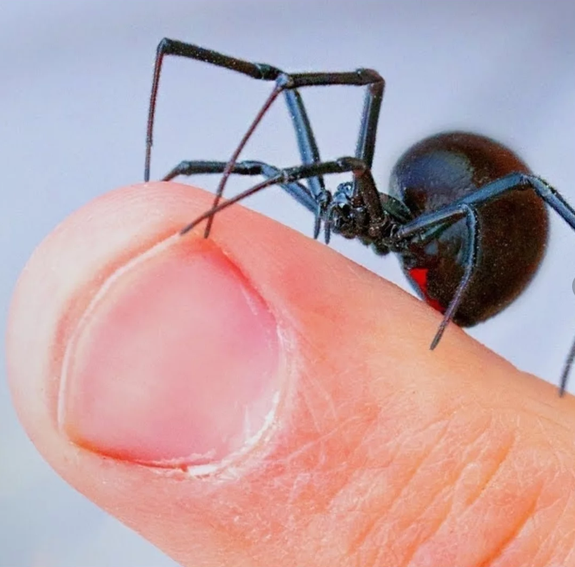 Фото было взято с сайта Pinterest.com