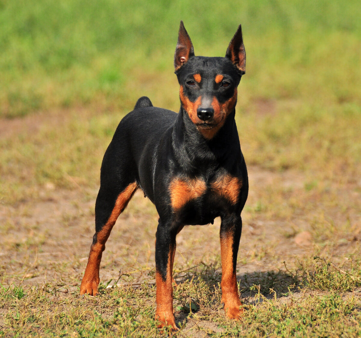 Фото по запросу Doberman