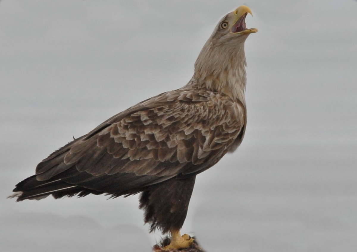 Орлан-белохвост или seaeagle на английском. Фото автора.