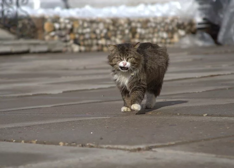 Скриншот автора. Источник: https://i.ucrazy.ru/files/pics/2019.08/2019-08-28-10-11-134.jpg