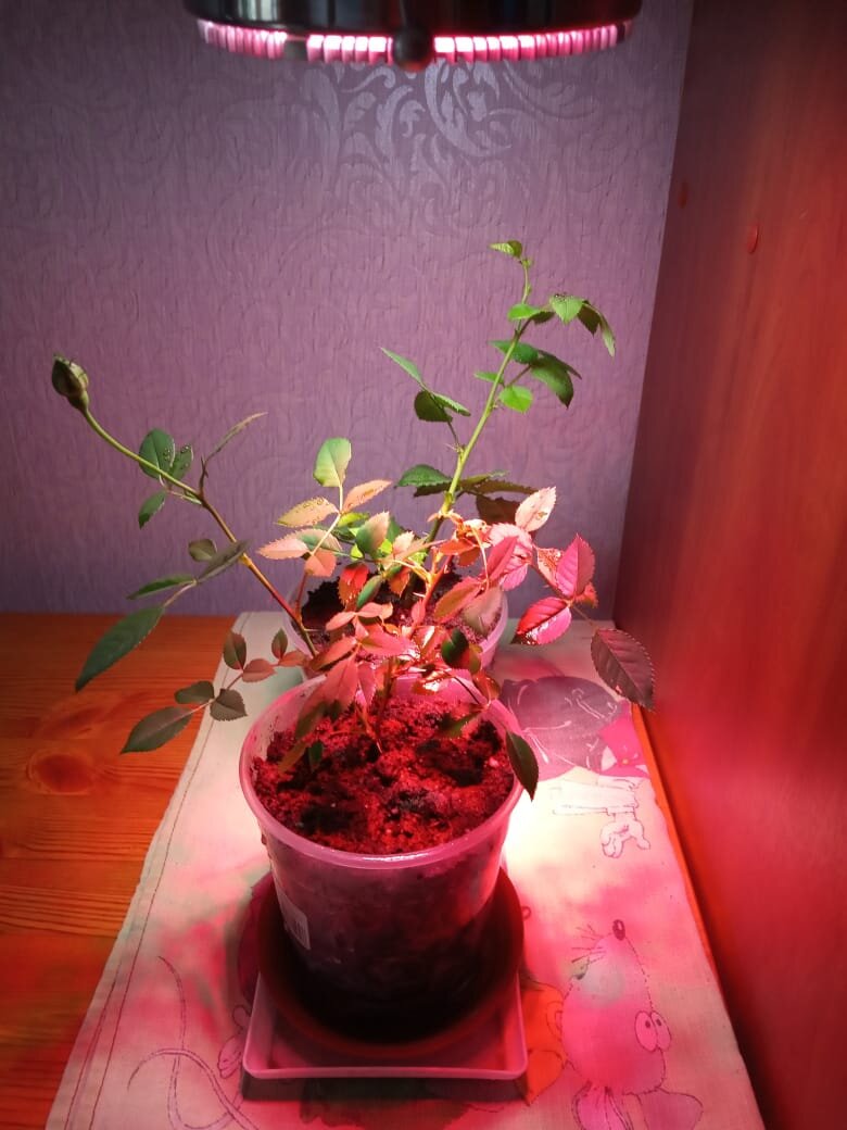 Бенгальская роза