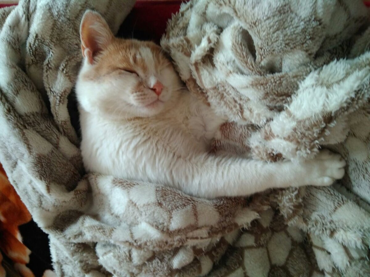 Агрессия кота к хозяевам. Куда бежать?