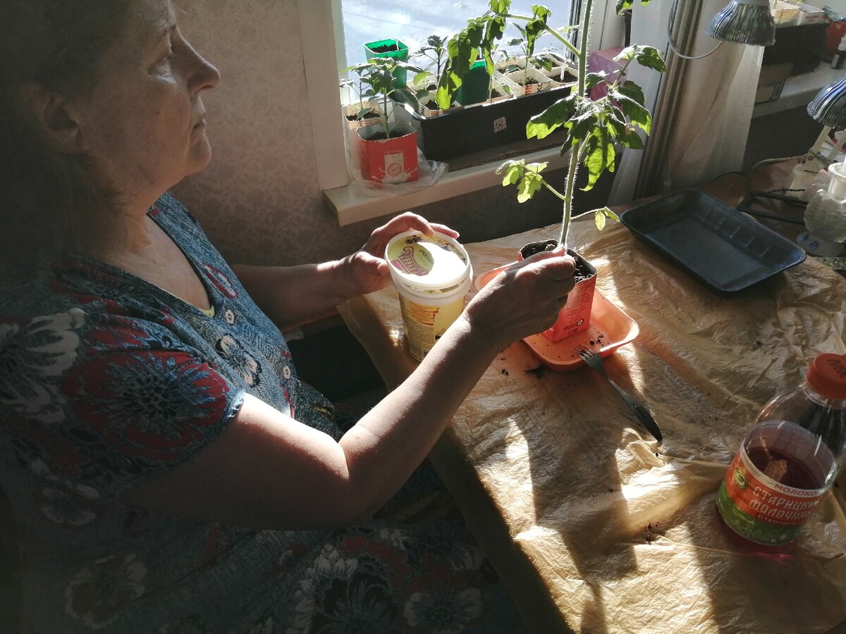 Подкормка томатов золой