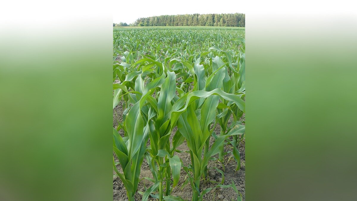 Фото: П. Шульц Возделывание кукурузы