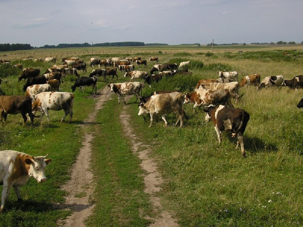 В.свободном доступе.