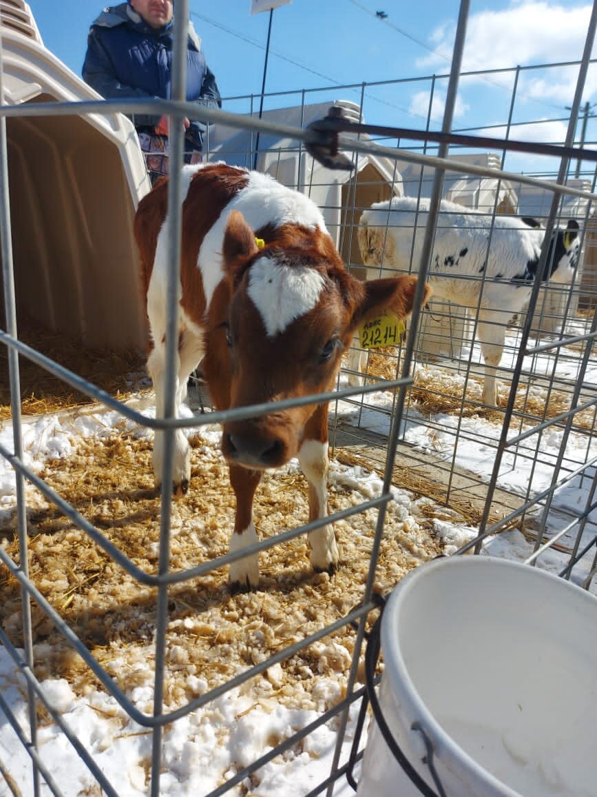 Телёнок похожий на Бэмби учхоз «Краснодарское».